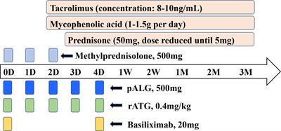 Porcine anti-human lymphocyte immunoglobulin depletes the lymphocyte population to promote successful kidney transplantation